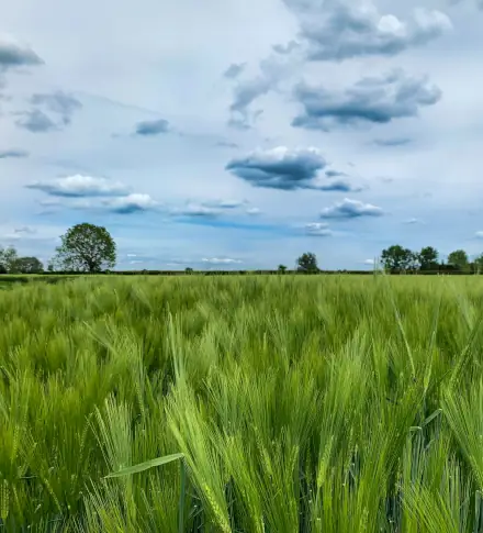 Šaman-shop - o nás